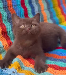
                  
                    Moko
                  
                