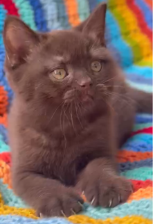 
                  
                    Moko
                  
                