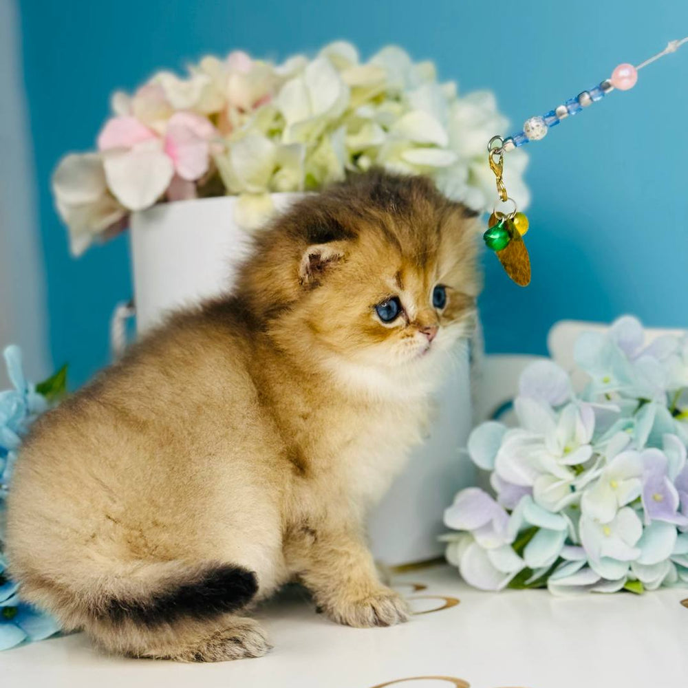 
                  
                    Simba
                  
                