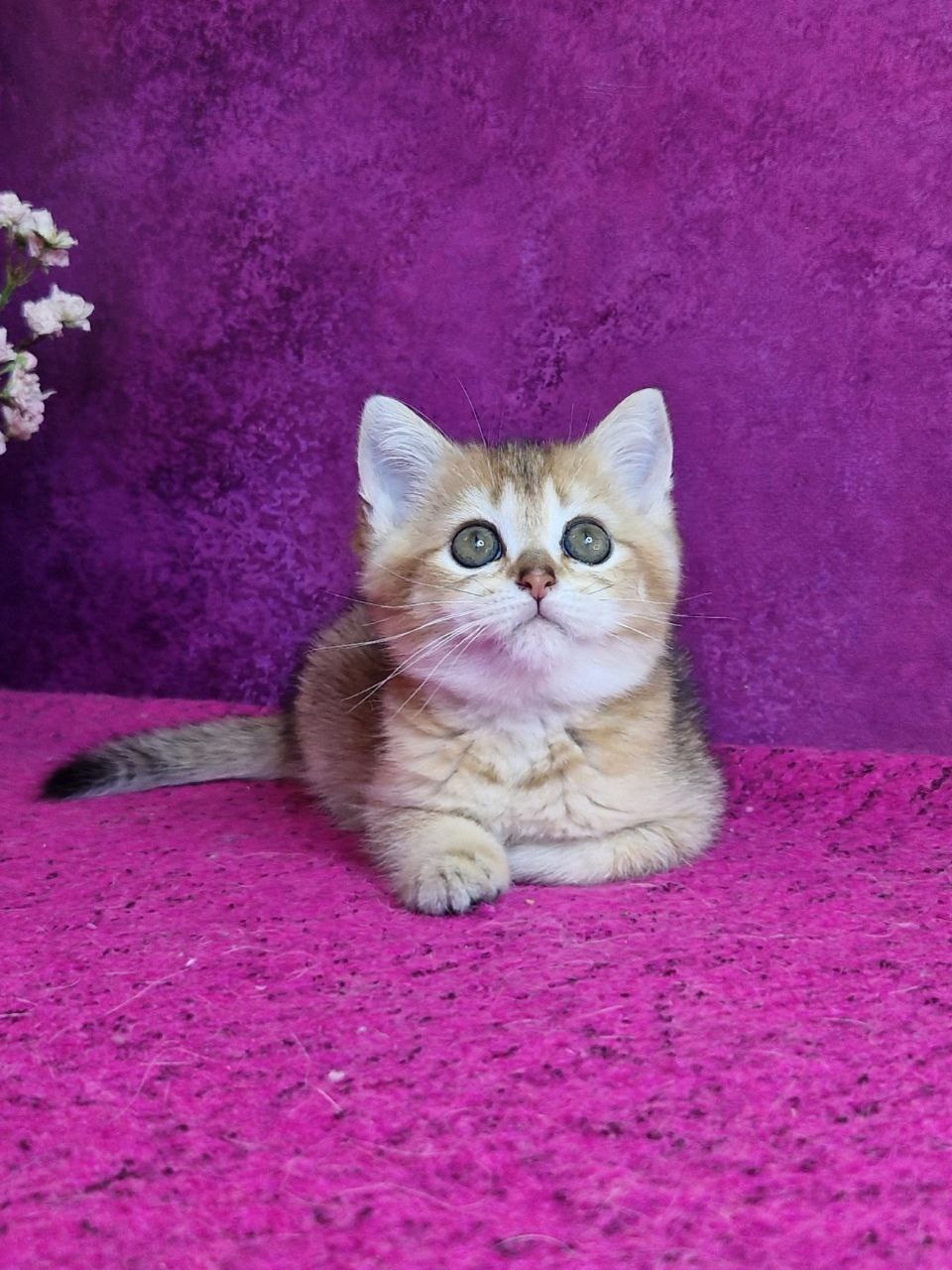 
                  
                    Glafira
                  
                