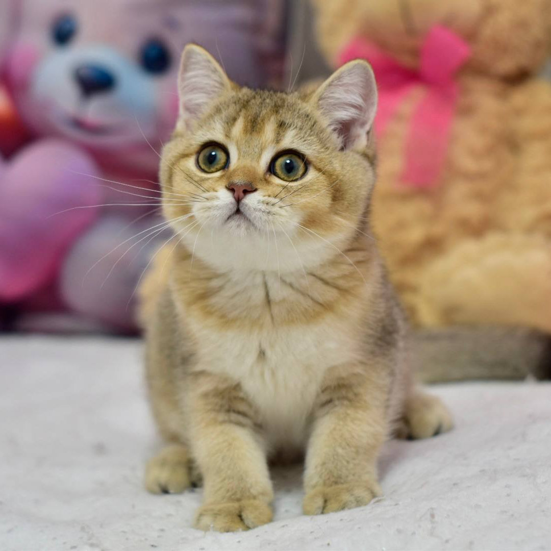 
                  
                    Felix
                  
                