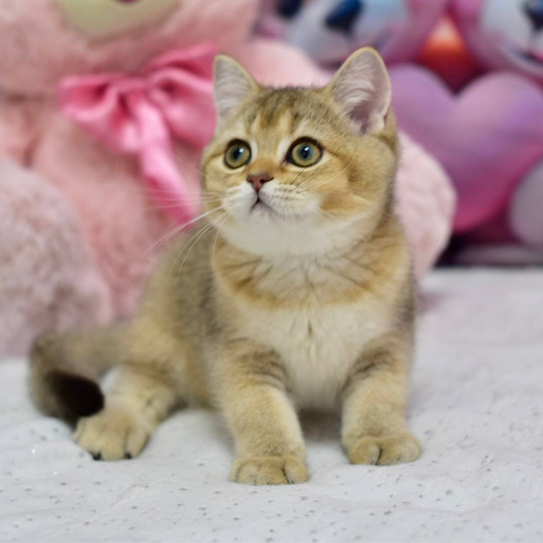 
                  
                    Felix
                  
                