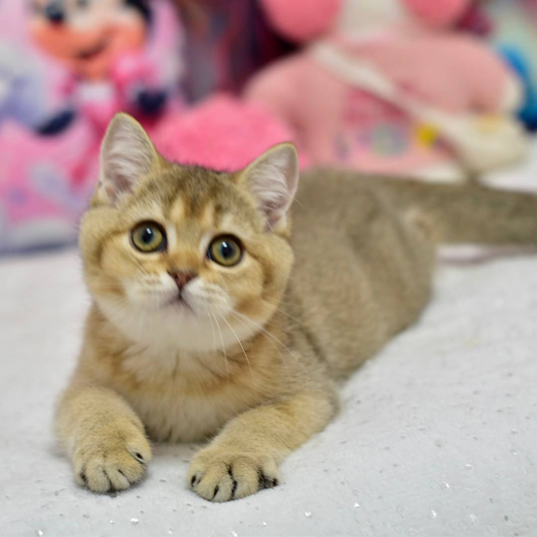
                  
                    Felix
                  
                