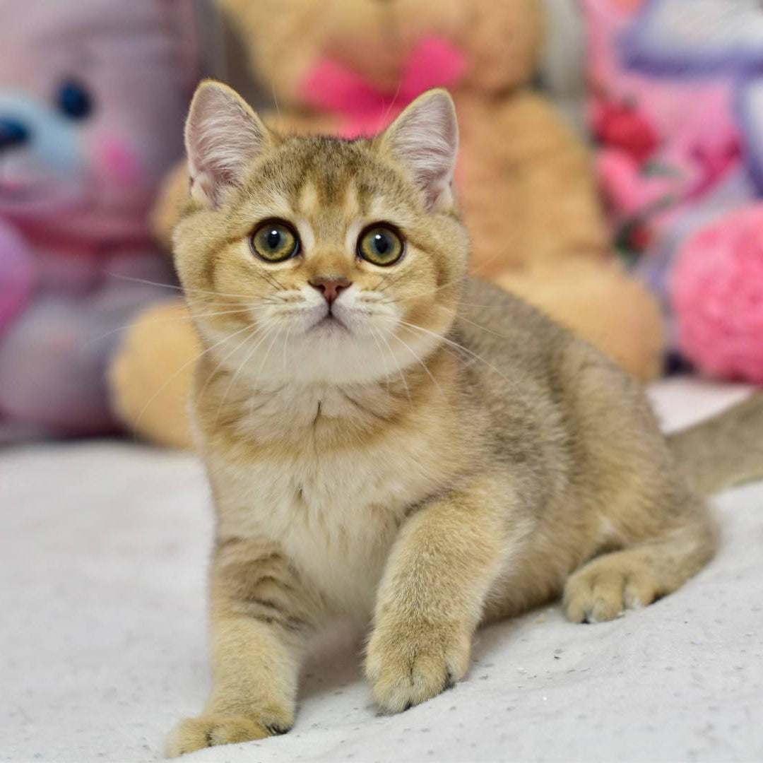 
                  
                    Felix
                  
                