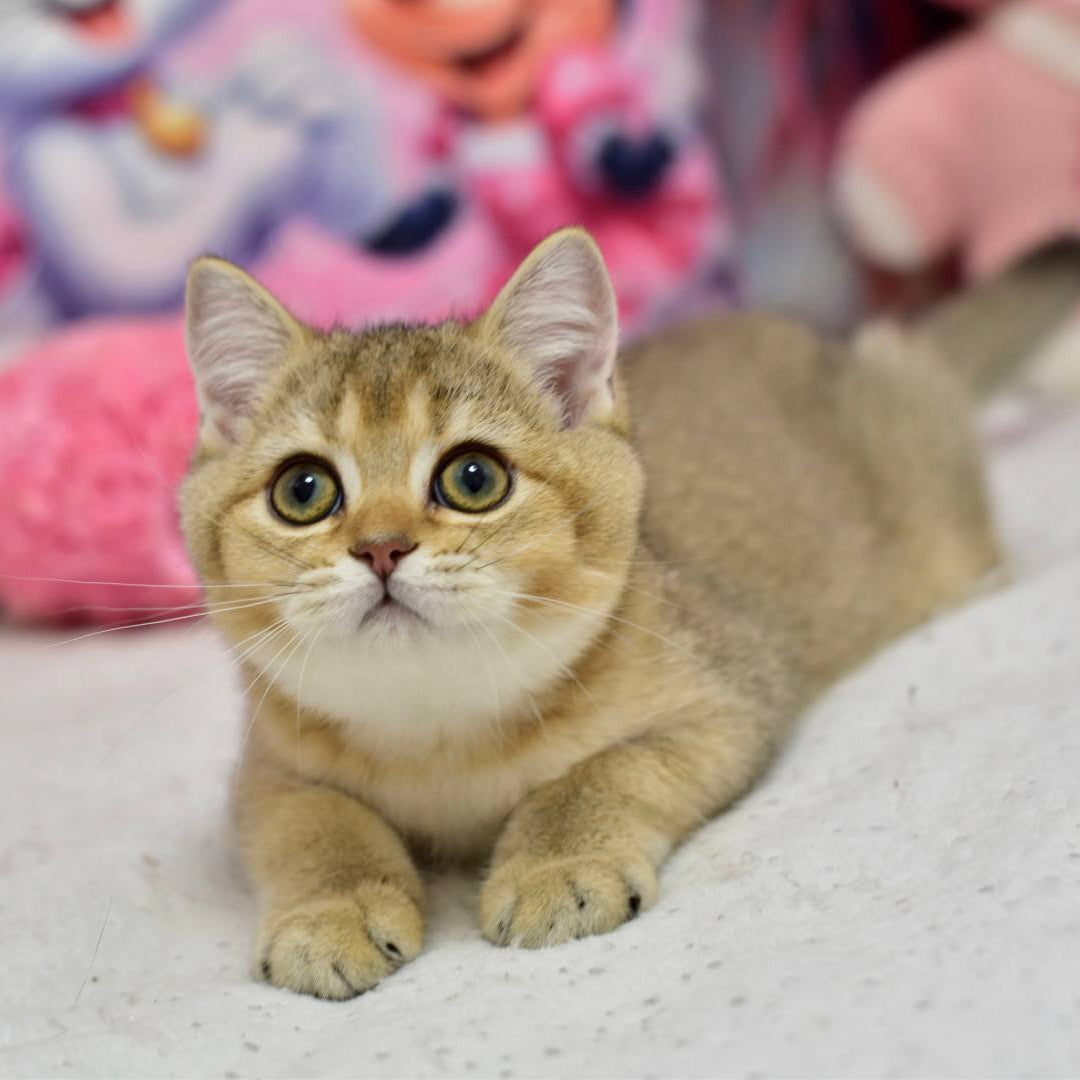 
                  
                    Felix
                  
                