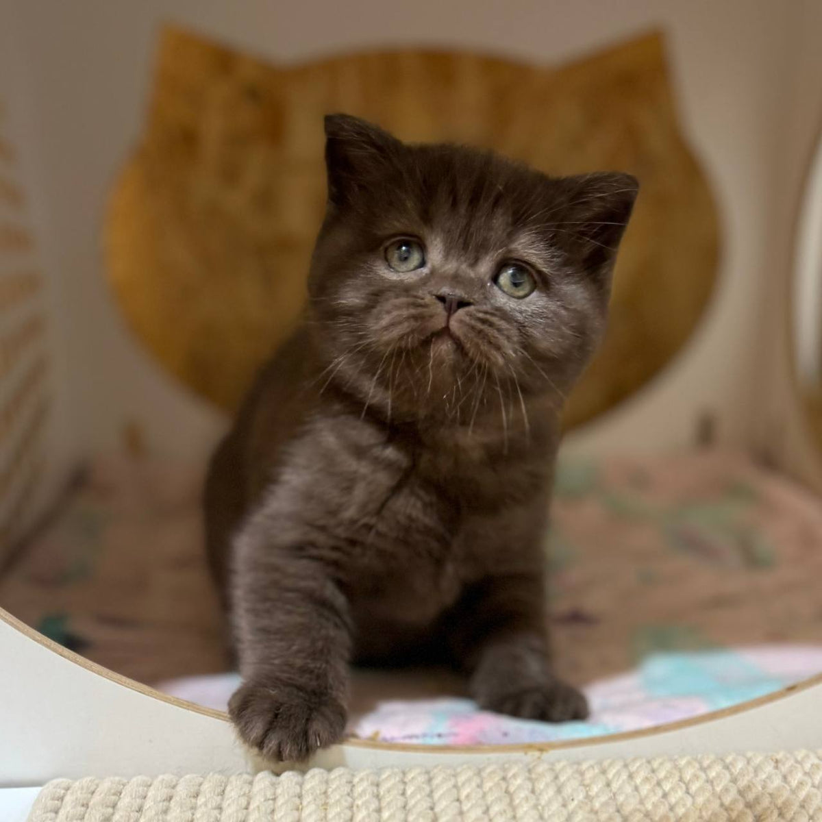 Mika | British Shorthair – My Felidae