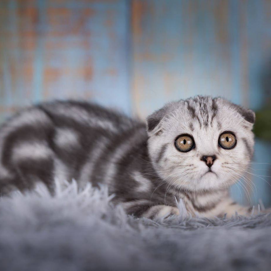 
                  
                    Nala
                  
                