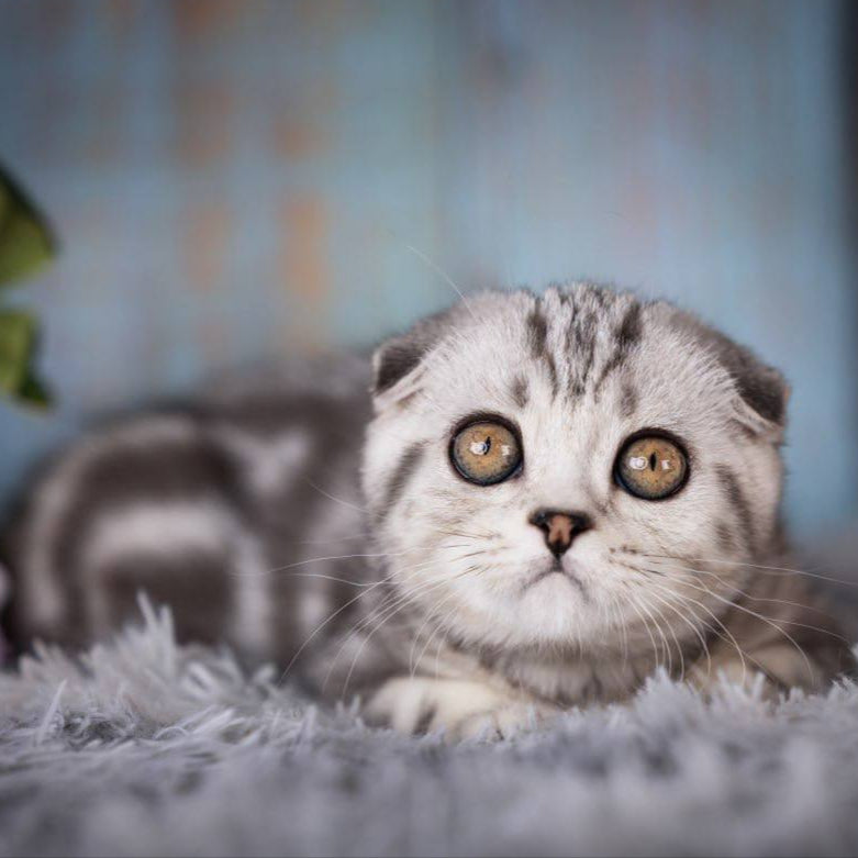Nala