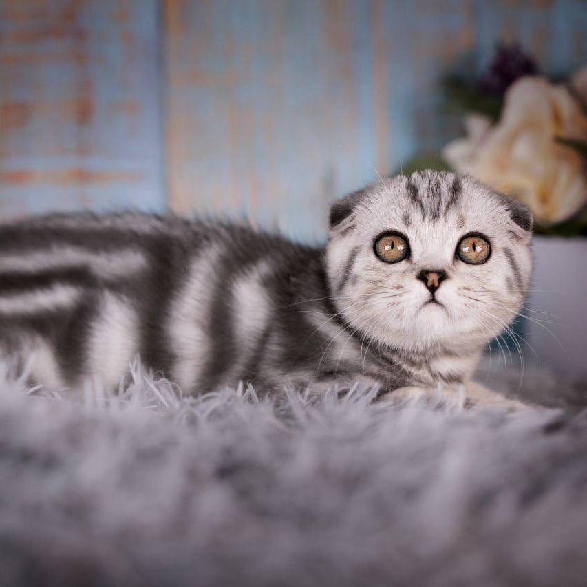 
                  
                    Nala
                  
                