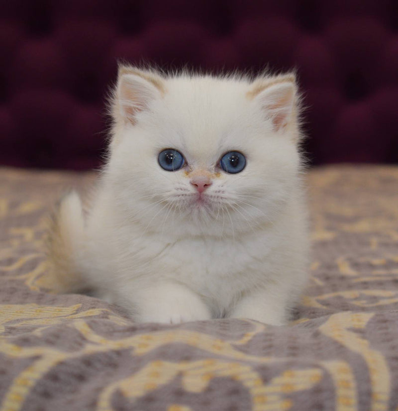 Egor