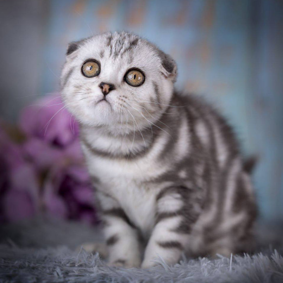 
                  
                    Nala
                  
                