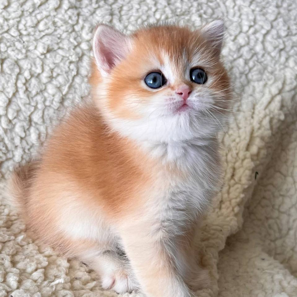 
                  
                    Vivian
                  
                
