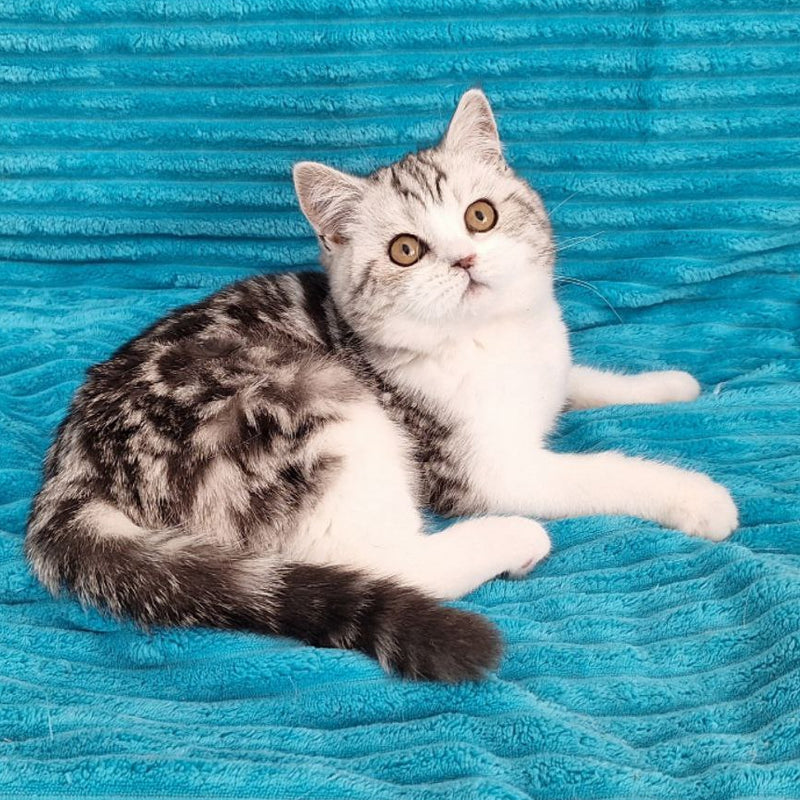 Zira
