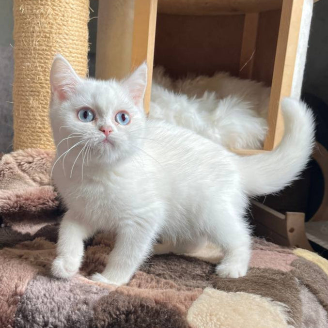 Kiki