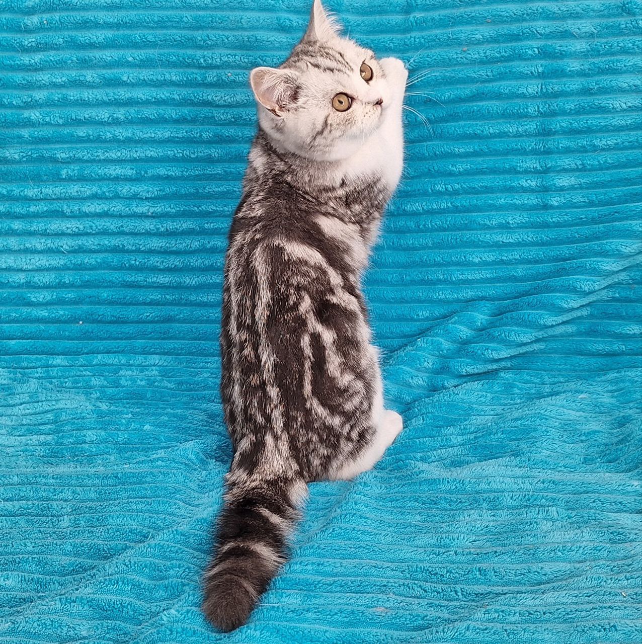 
                  
                    Zira
                  
                