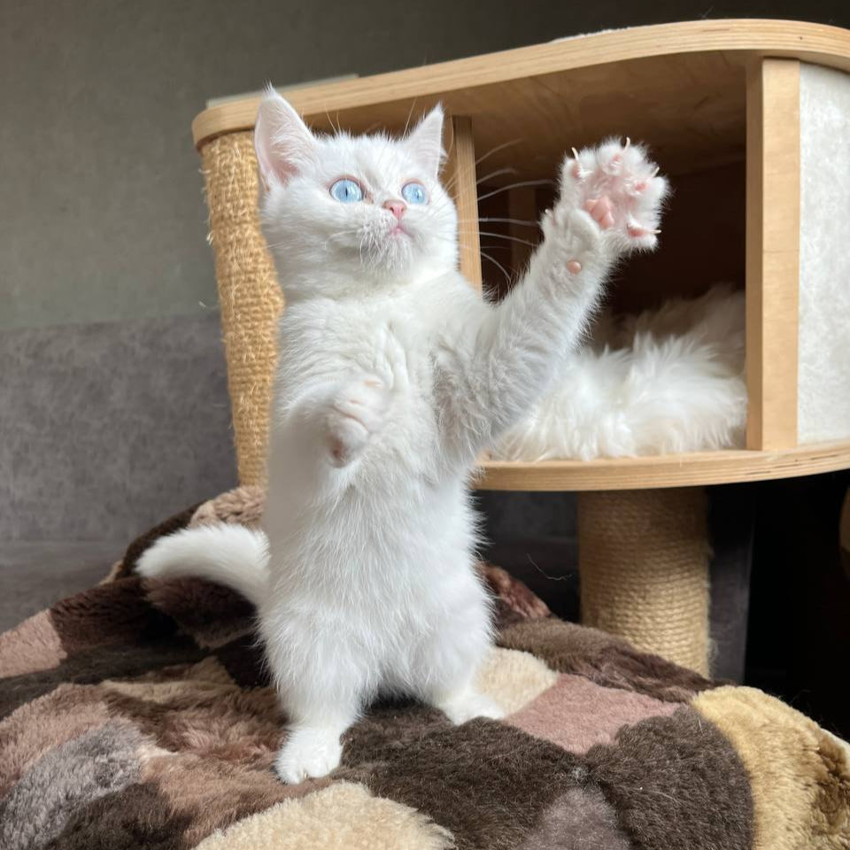 
                  
                    Kiki
                  
                