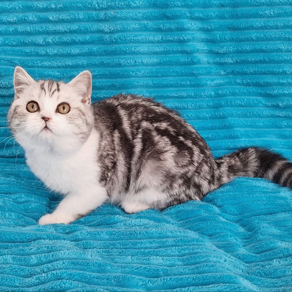 
                  
                    Zira
                  
                