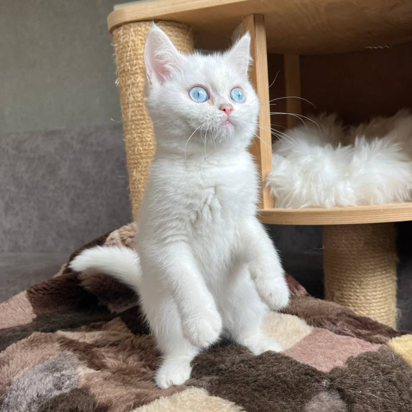 
                  
                    Kiki
                  
                