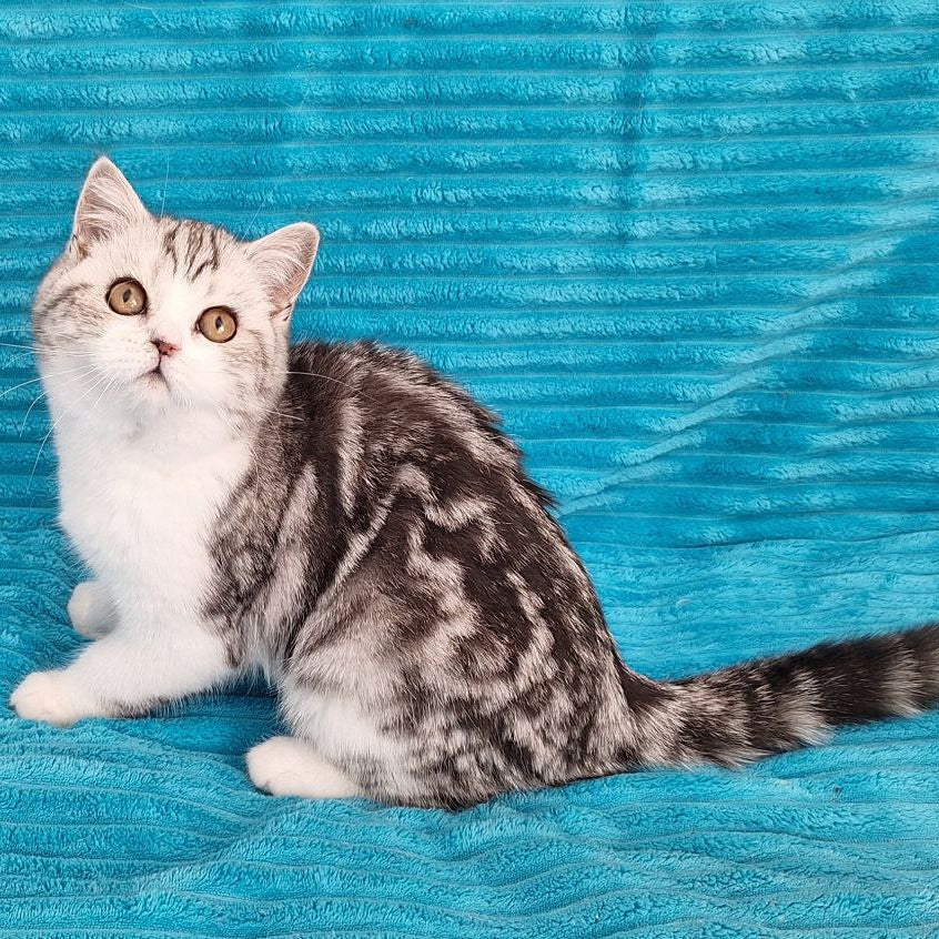 
                  
                    Zira
                  
                