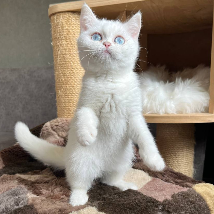 
                  
                    Kiki
                  
                