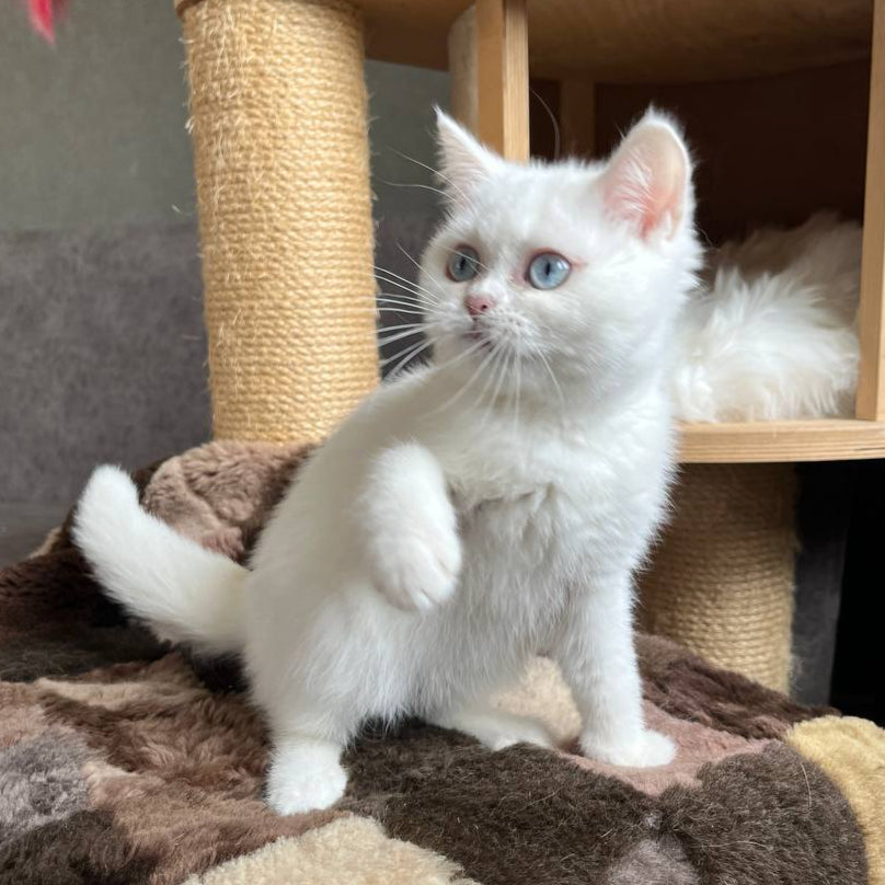
                  
                    Kiki
                  
                