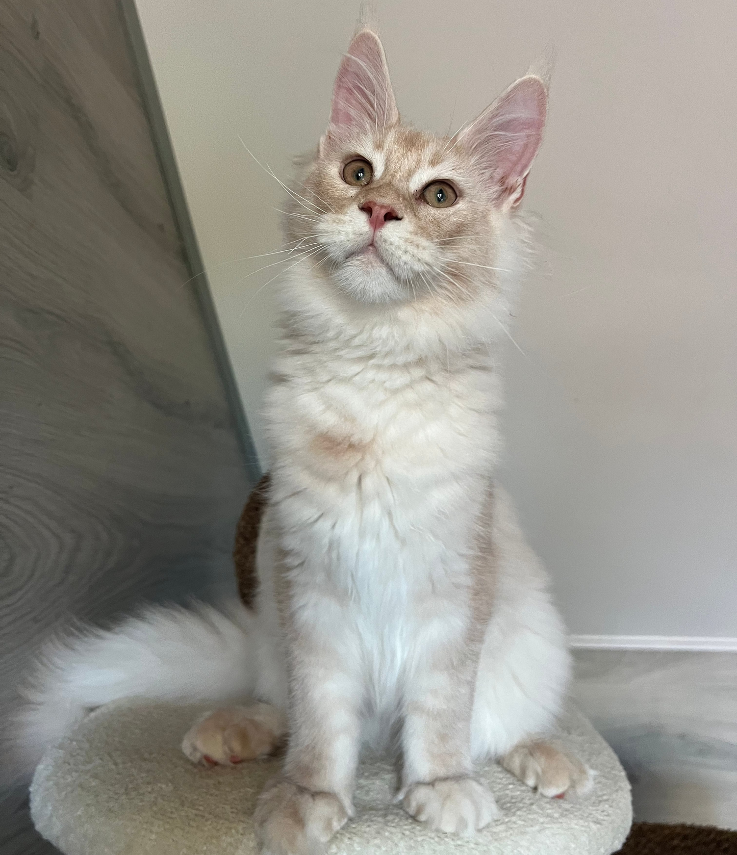 
                  
                    Milo
                  
                