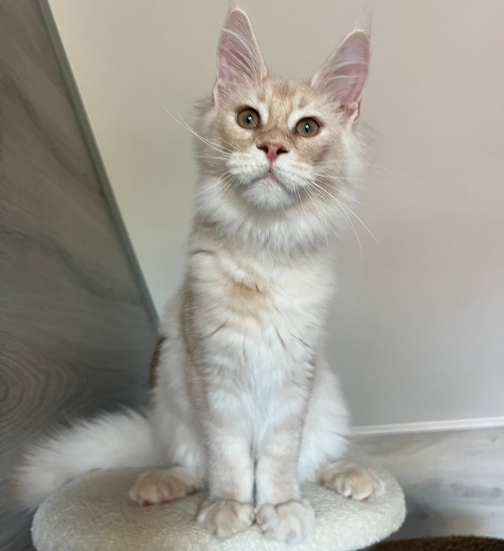 Milo