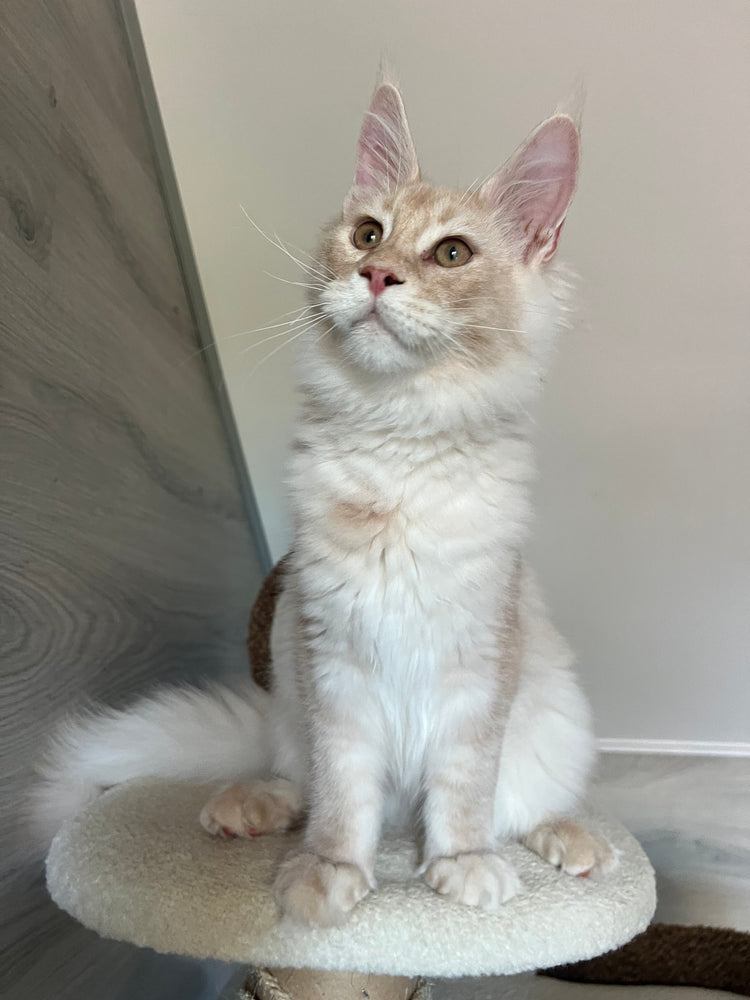 
                  
                    Milo
                  
                