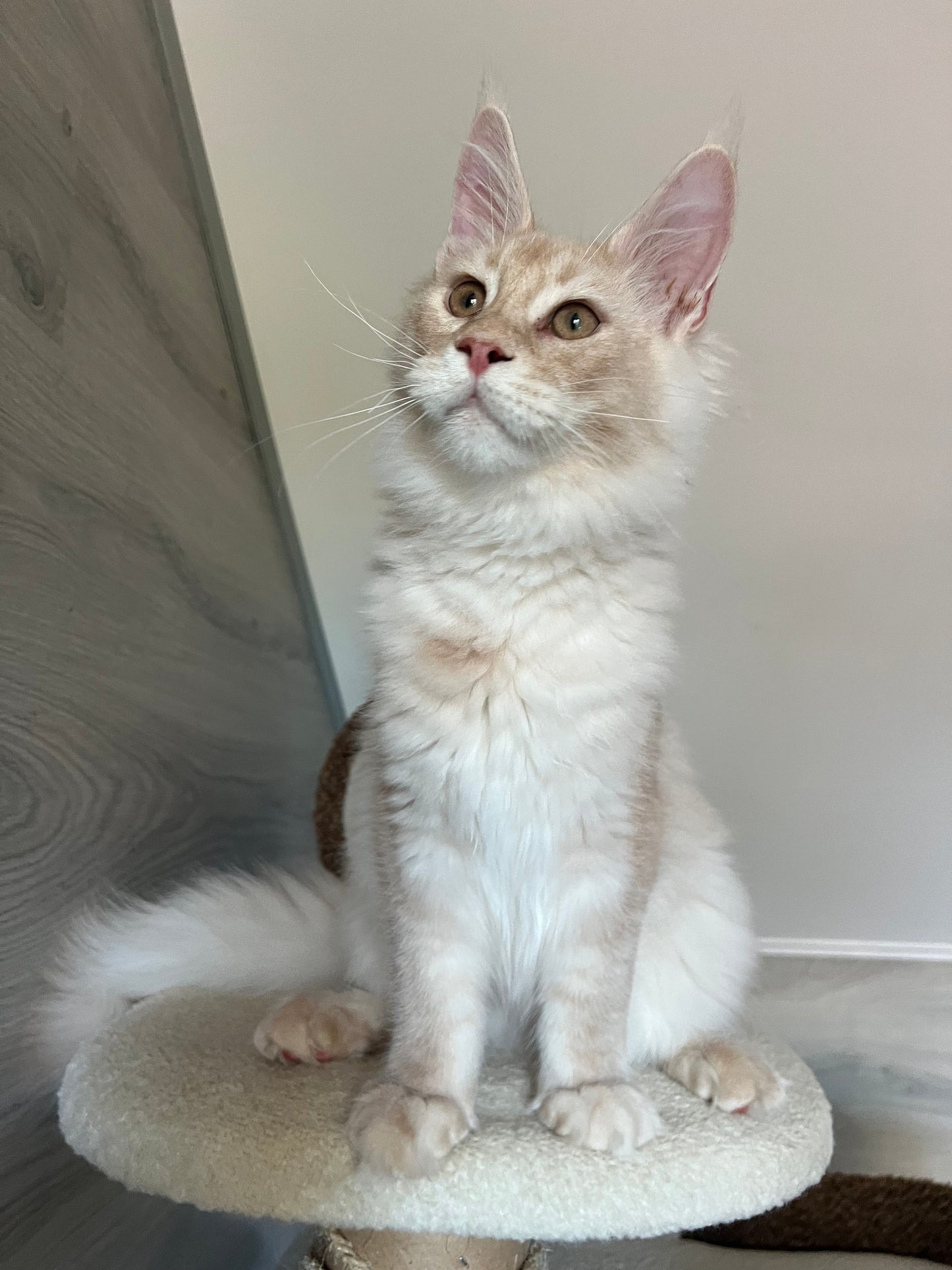 
                  
                    Milo
                  
                