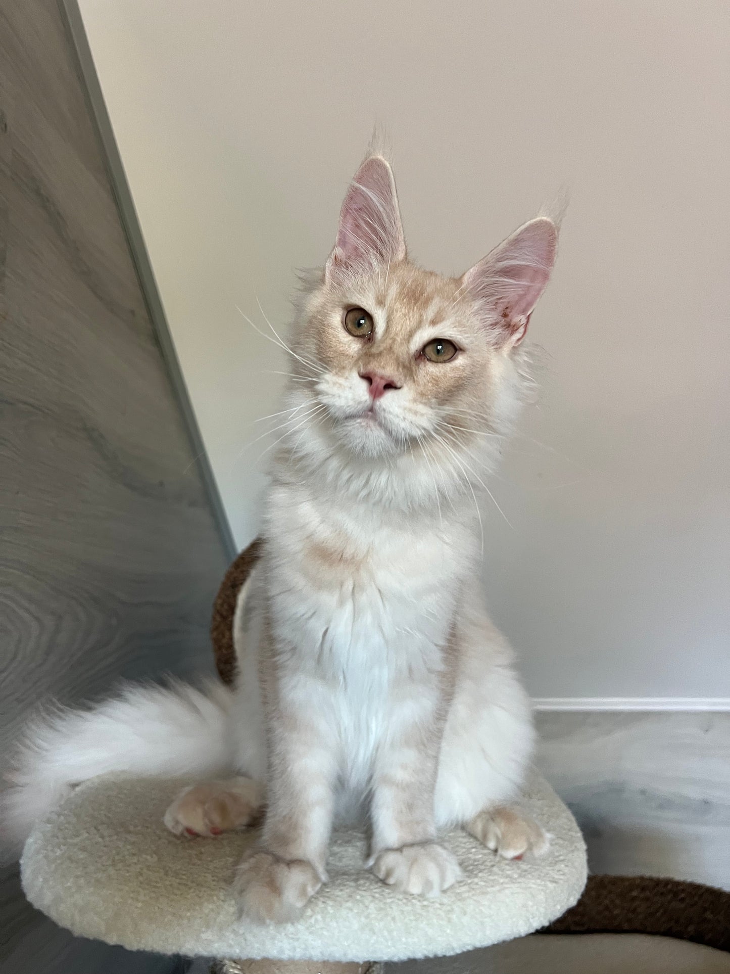 
                  
                    Milo
                  
                