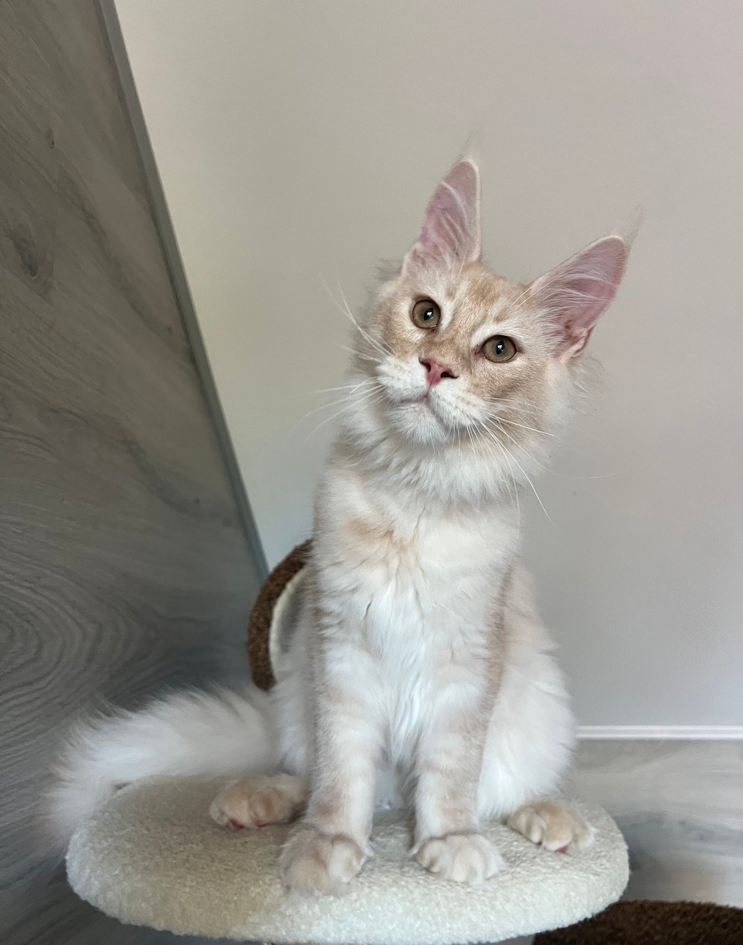 
                  
                    Milo
                  
                