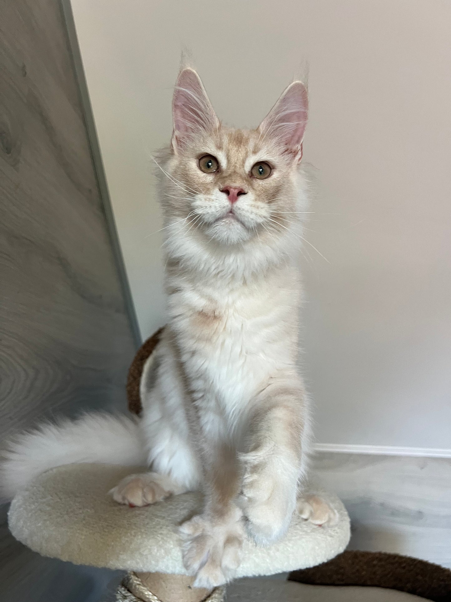 
                  
                    Milo
                  
                