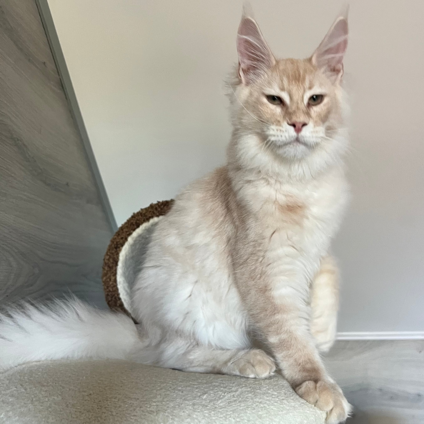
                  
                    Milo
                  
                