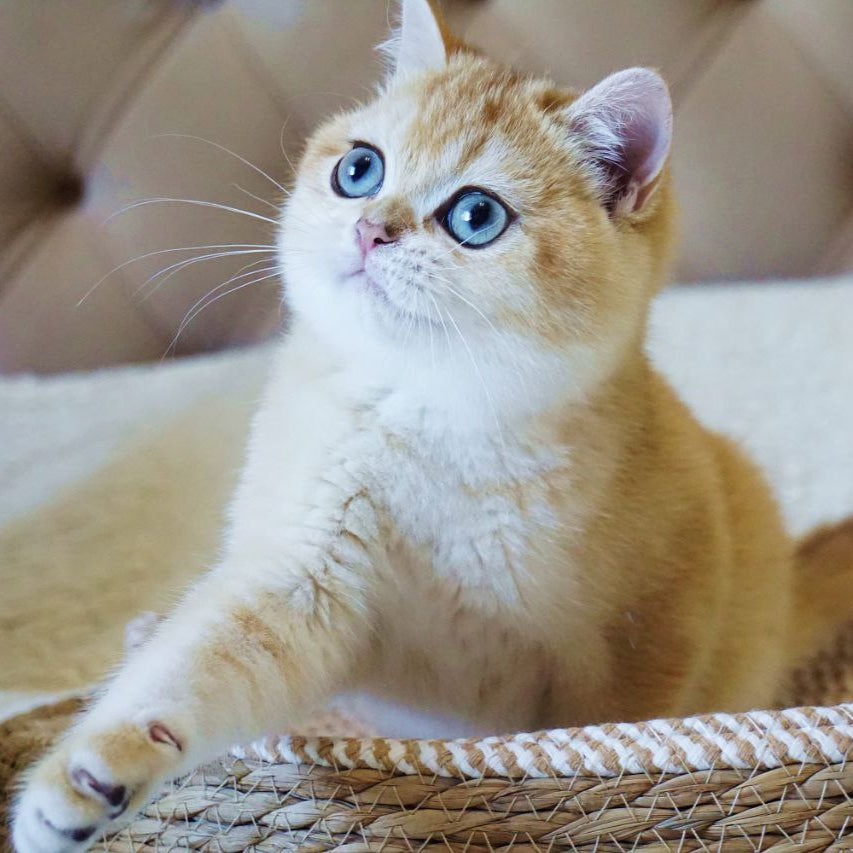 
                  
                    Joni
                  
                