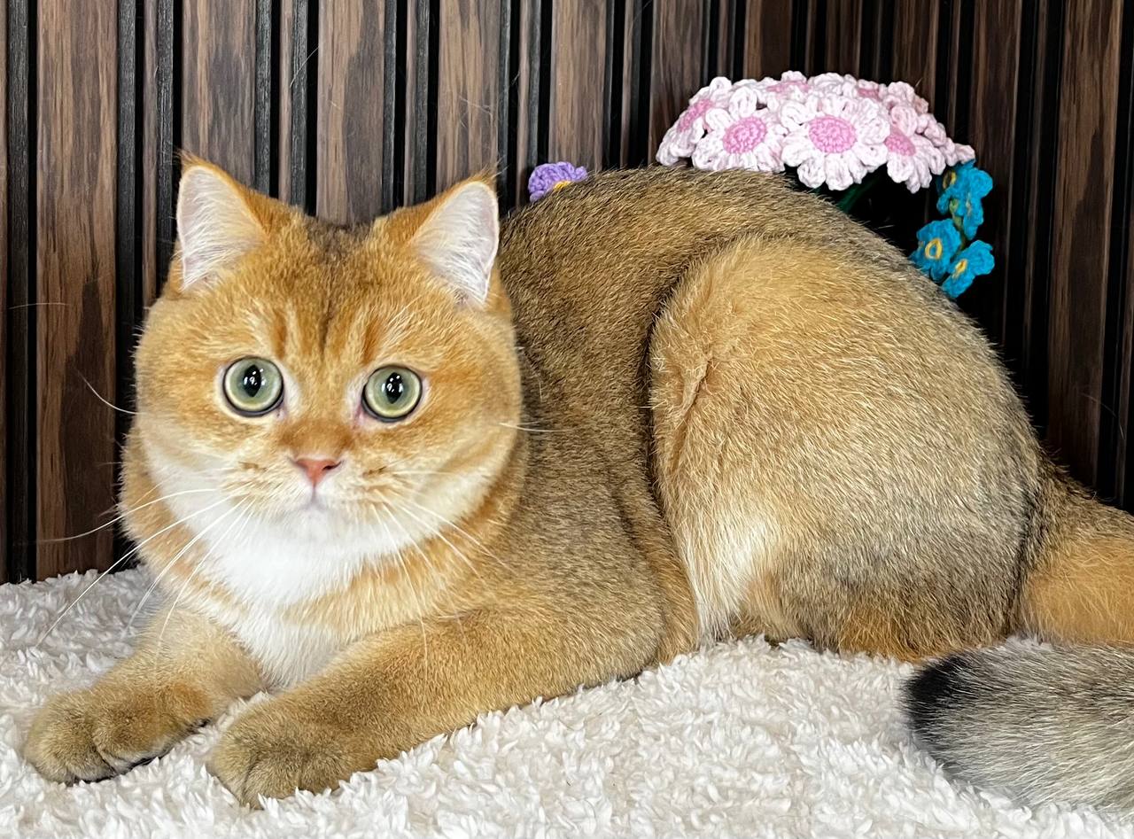 
                  
                    Germes
                  
                