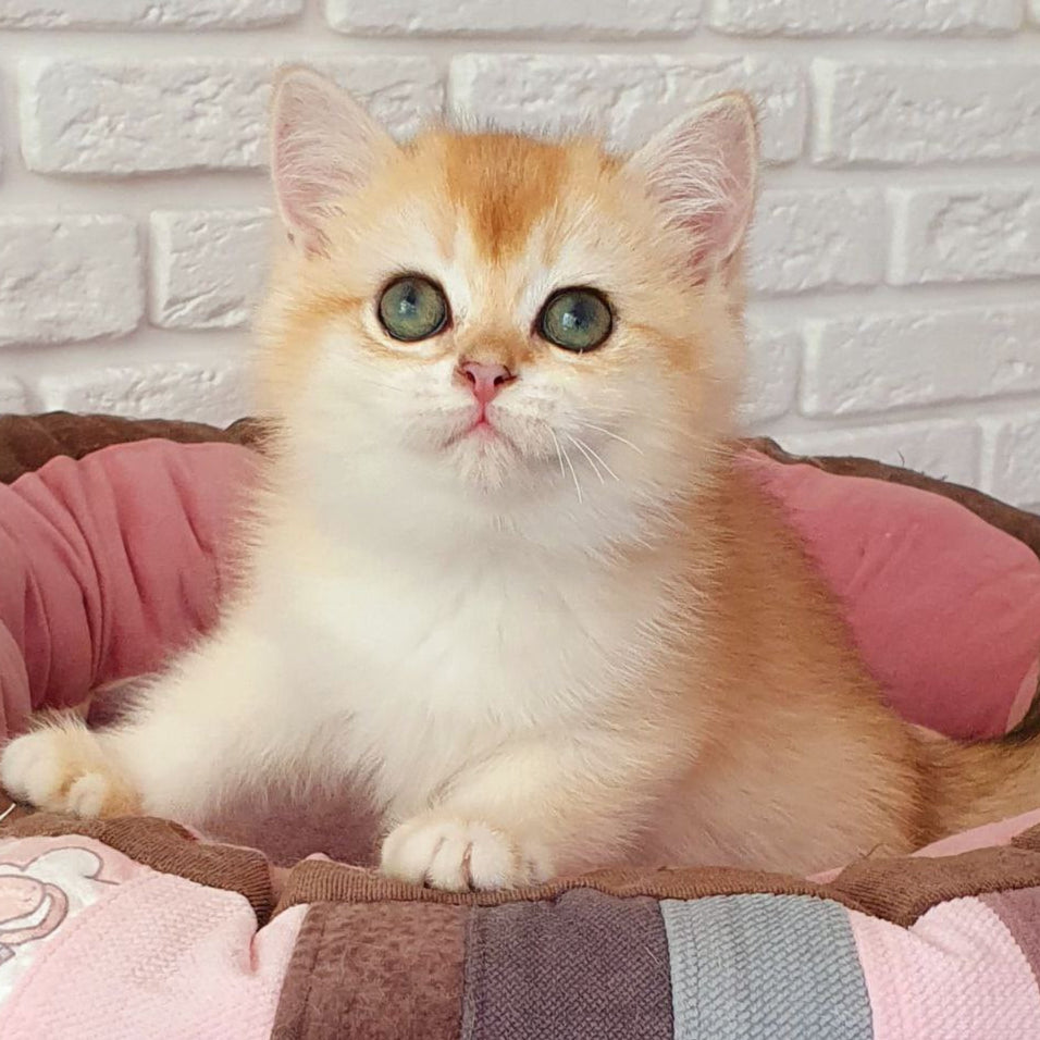 
                  
                    Lusi
                  
                