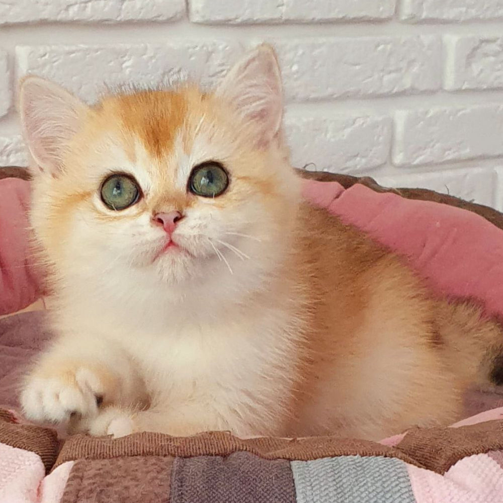 
                  
                    Lusi
                  
                