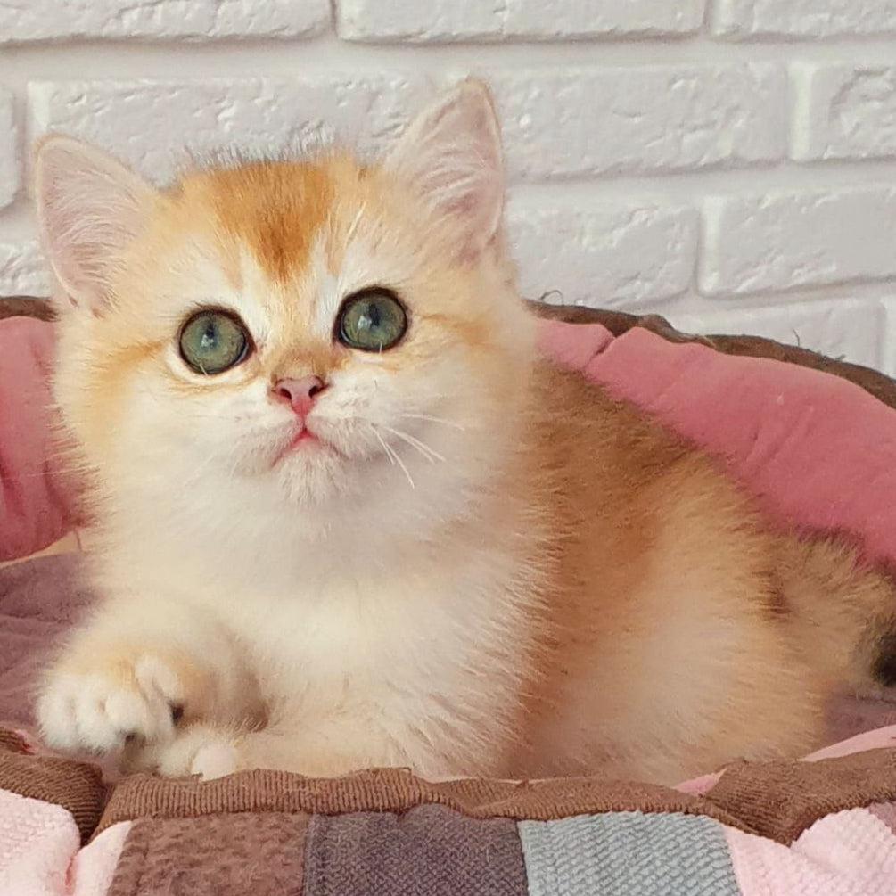 
                  
                    Lusi
                  
                
