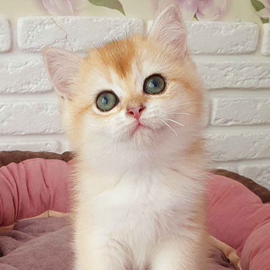 
                  
                    Lusi
                  
                