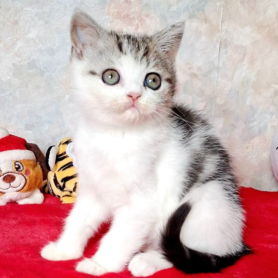 
                  
                    Rafaela
                  
                