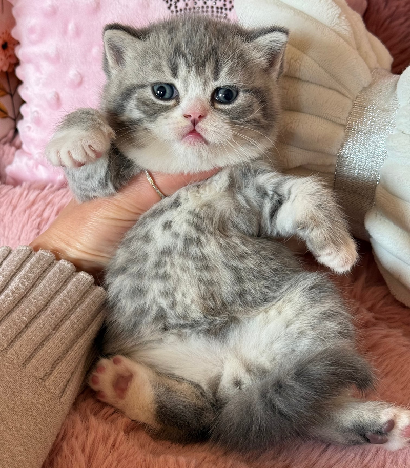 Oliver