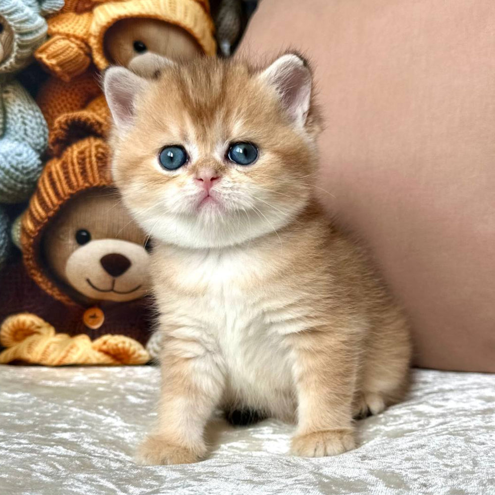 
                  
                    Chloe
                  
                