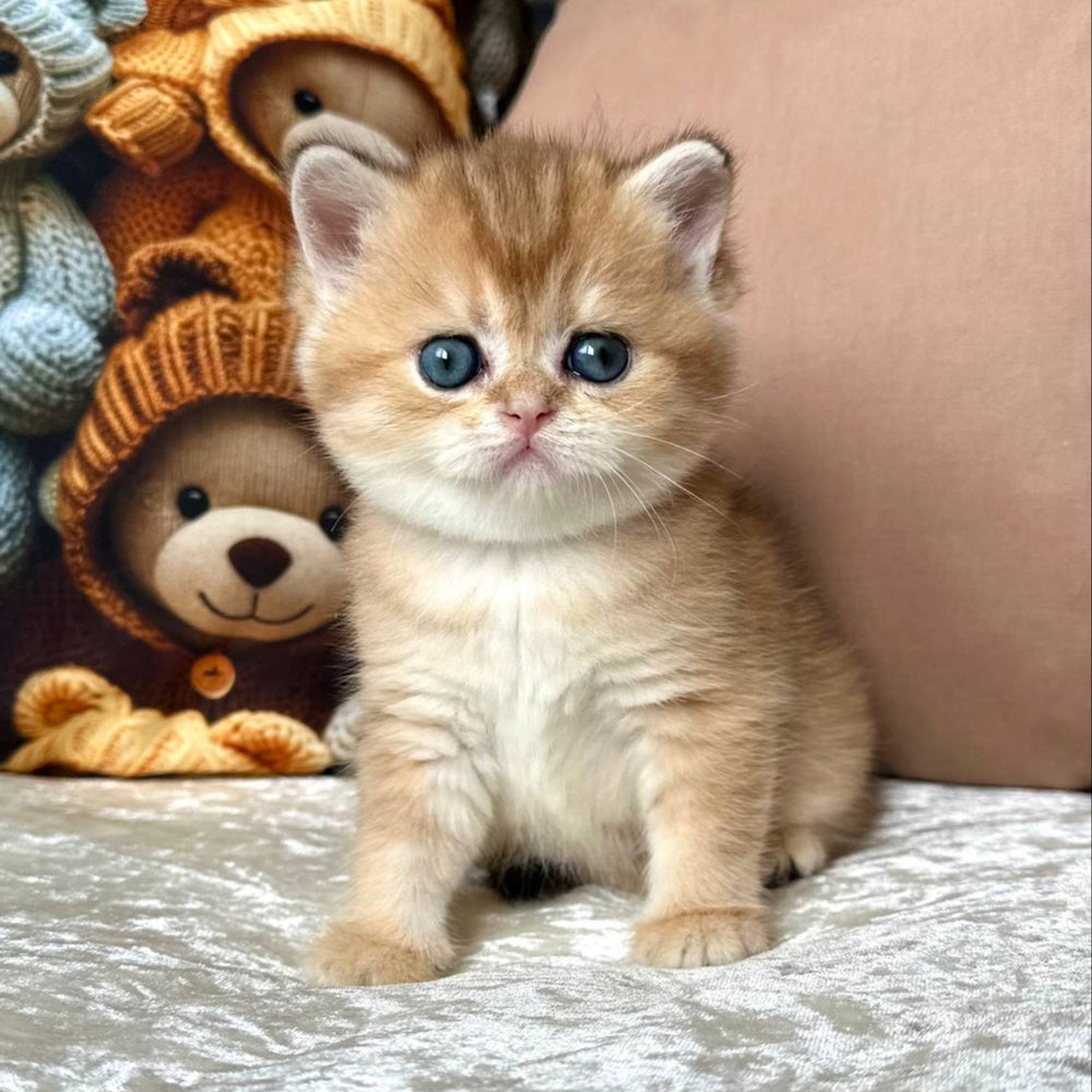 
                  
                    Chloe
                  
                
