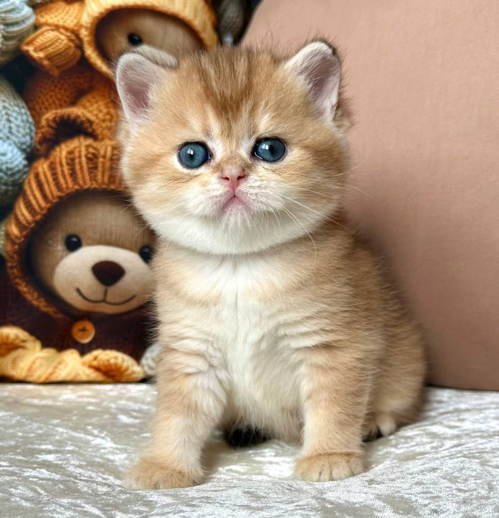 Chloe