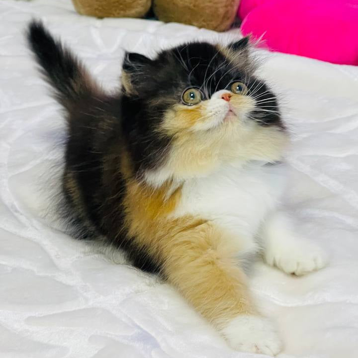 
                  
                    Ida
                  
                
