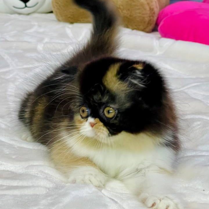 
                  
                    Ida
                  
                
