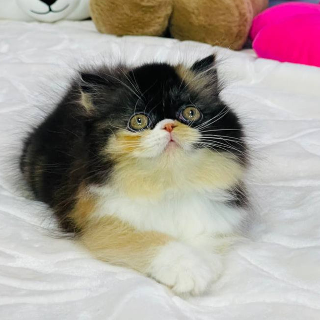 
                  
                    Ida
                  
                
