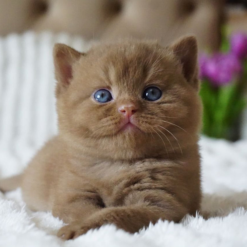 Milo