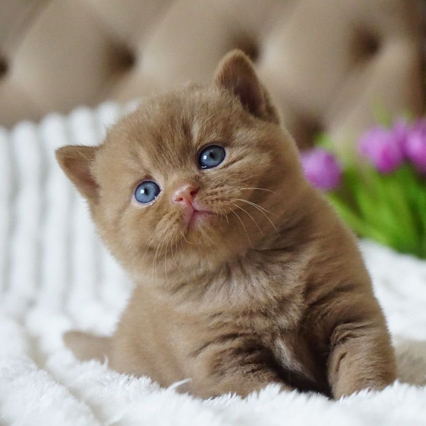 
                  
                    Milo
                  
                