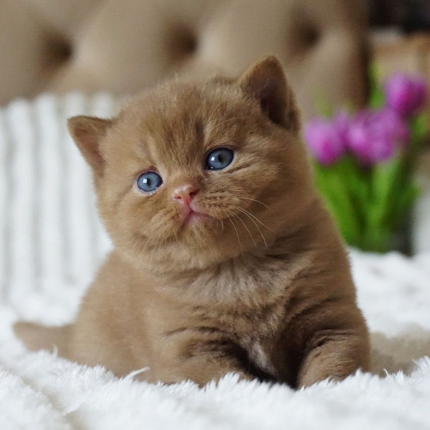 
                  
                    Milo
                  
                